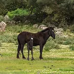 Diffuso Il Mandorlo Baressa