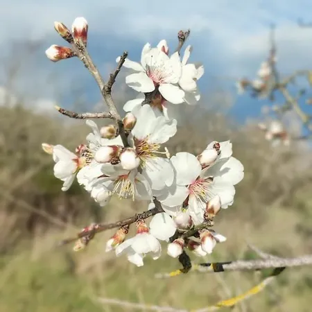 Diffuso Il Mandorlo מלון