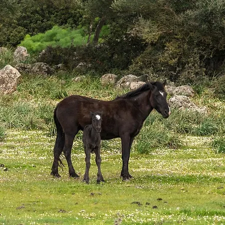 Diffuso Il Mandorlo Baressa
