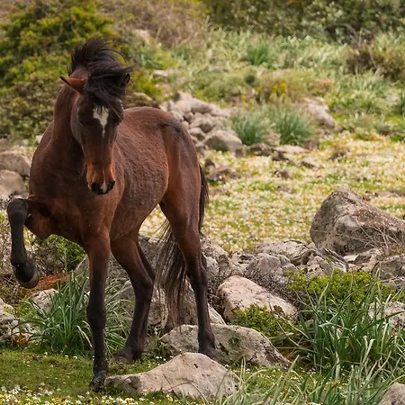 מלון Diffuso Il Mandorlo 3*