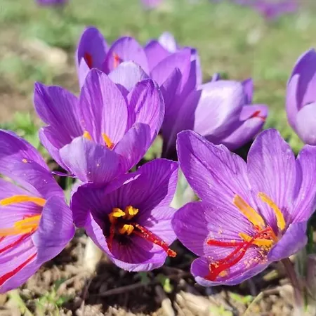 Hotell Diffuso Il Mandorlo 3*