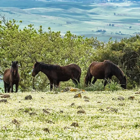 Diffuso Il Mandorlo Hotell Baressa